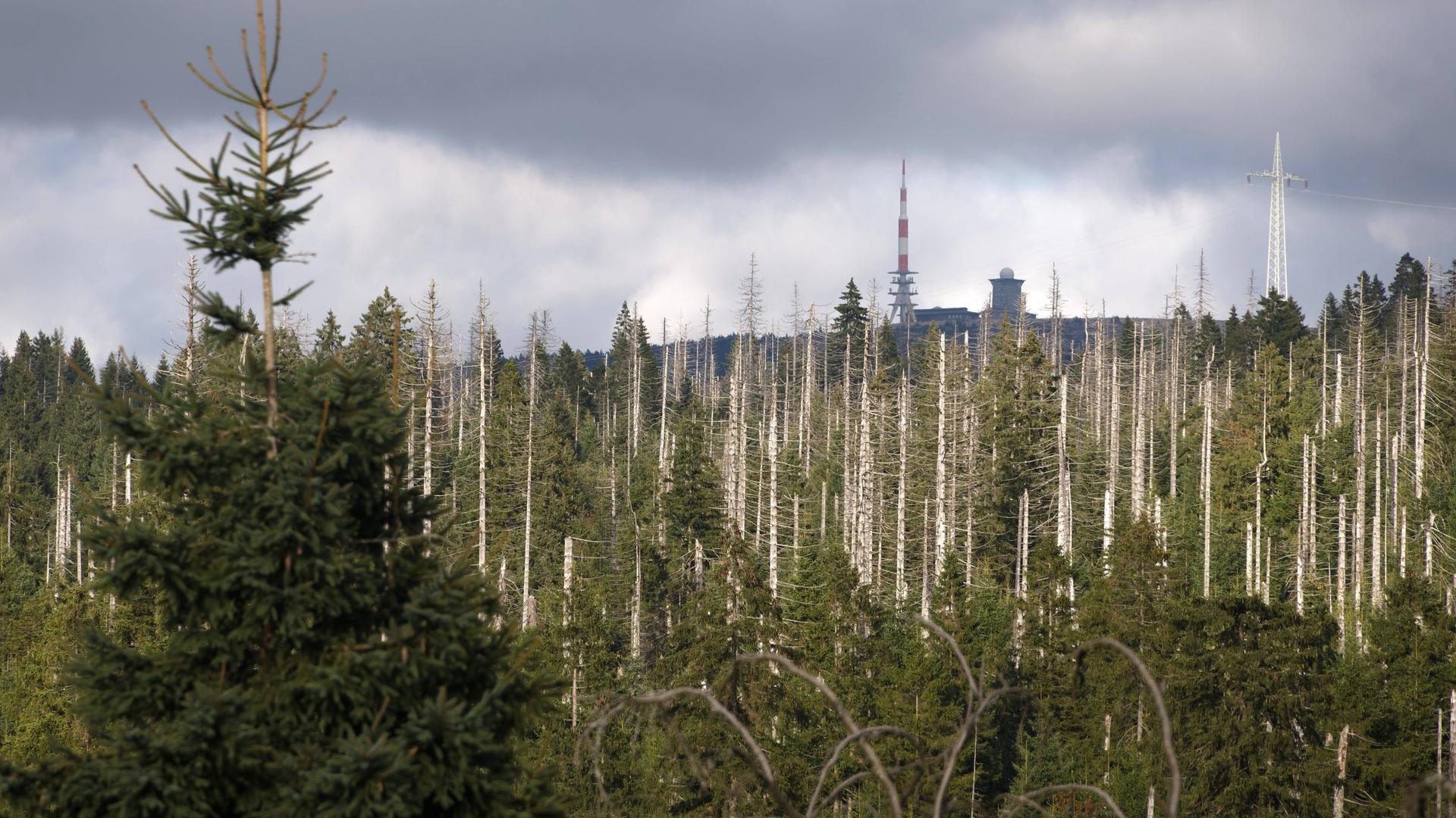 Blick über ein Waldgebiet, in dem zahlreiche kahle Bäume stehen Blick über ein Waldgebiet, in dem zahlreiche kahle Bäume stehen