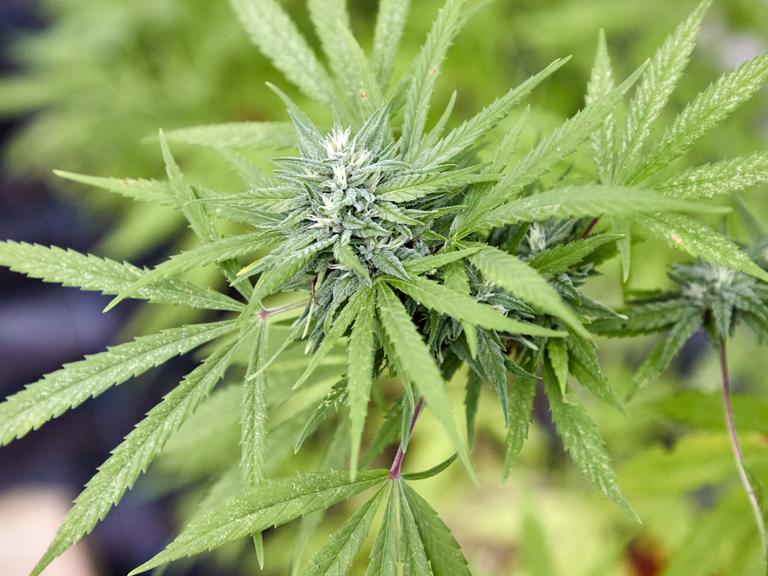 Eine Cannabispflanze