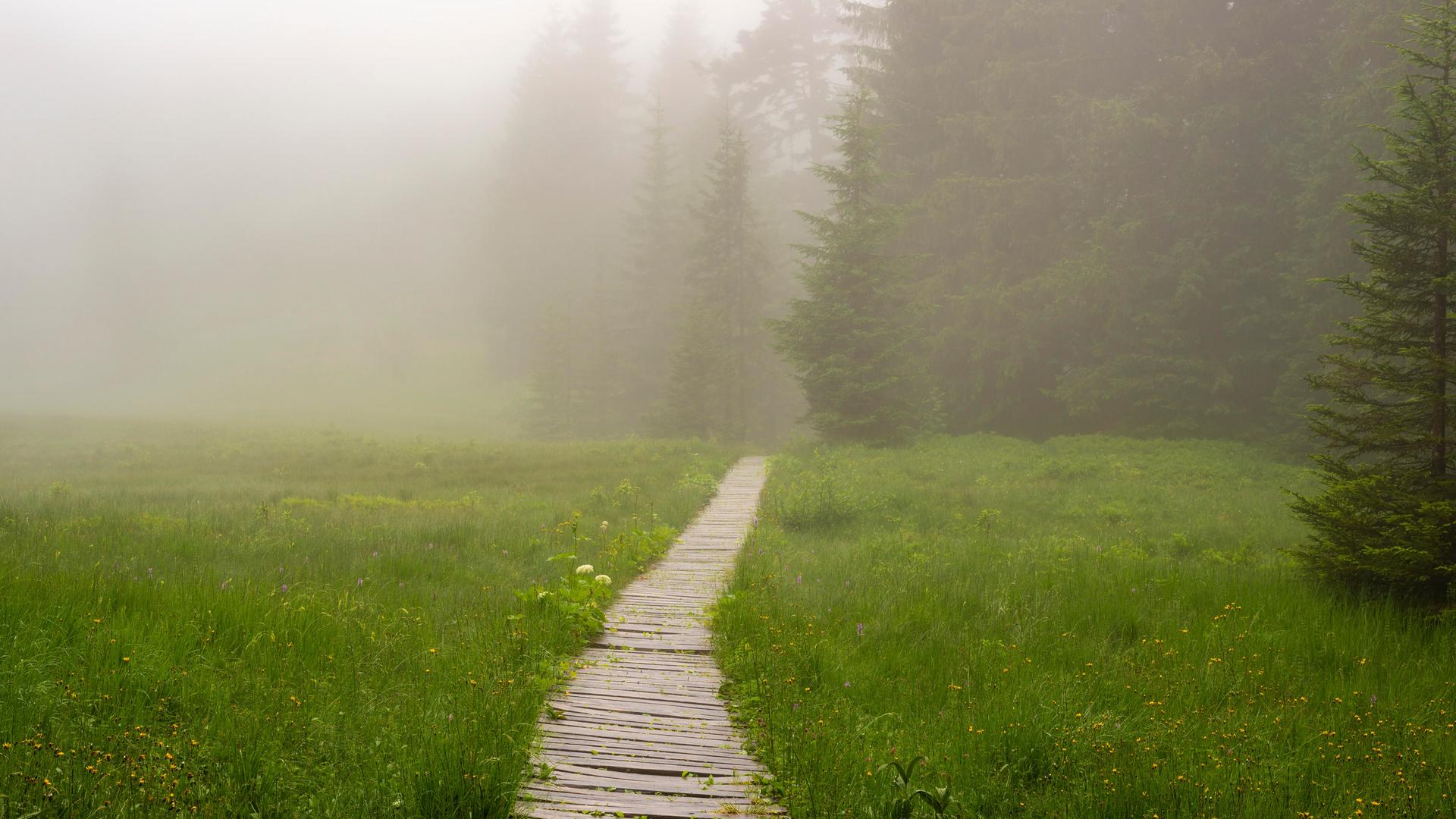 Hühnermoos an einem wolkenverhangenem Tag mit Nebel, ein Hochmoor am Söllereck bei Oberstdorf, Allgäuer Alpen, Allgäu, Bayern, Deutschland, Europa