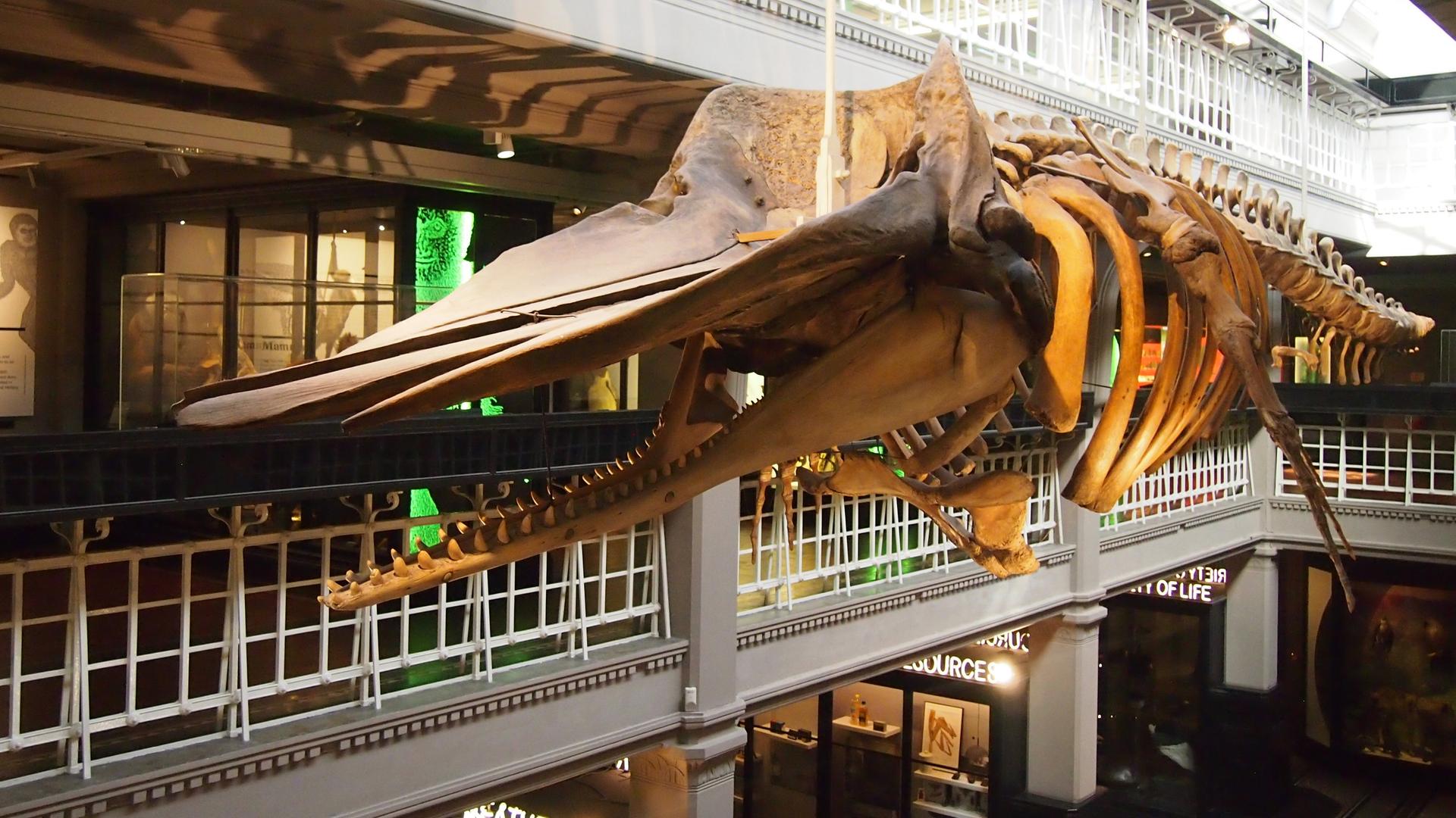 Innenansicht des Manchester Museum: Ein Wal-Skelett hängt im naturkundlichen Teil des Manchester Museums in der Oxford Road, Großbritannien