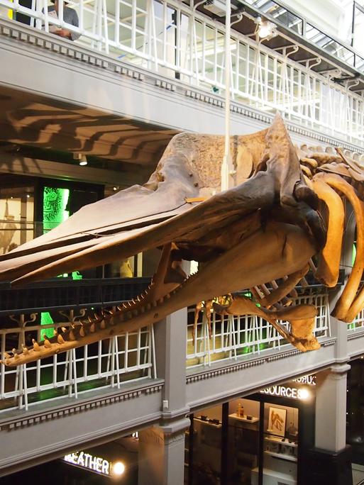 Innenansicht des Manchester Museum: Ein Wal-Skelett hängt im naturkundlichen Teil des Manchester Museums in der Oxford Road, Großbritannien