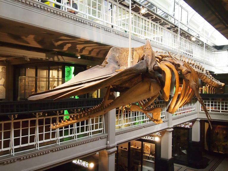 Innenansicht des Manchester Museum: Ein Wal-Skelett hängt im naturkundlichen Teil des Manchester Museums in der Oxford Road, Großbritannien
