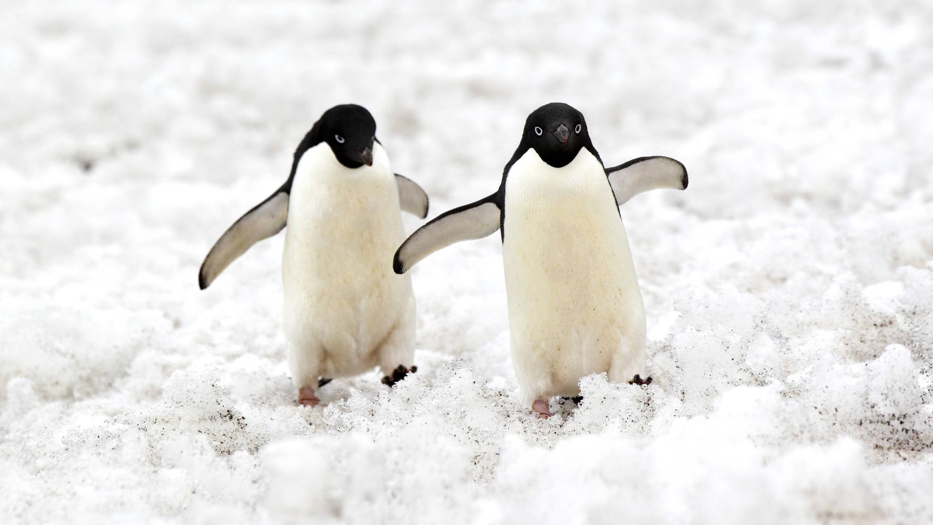 Zwei Pinguine blicken in die Kamera und heben ihre Schwimmflügel.