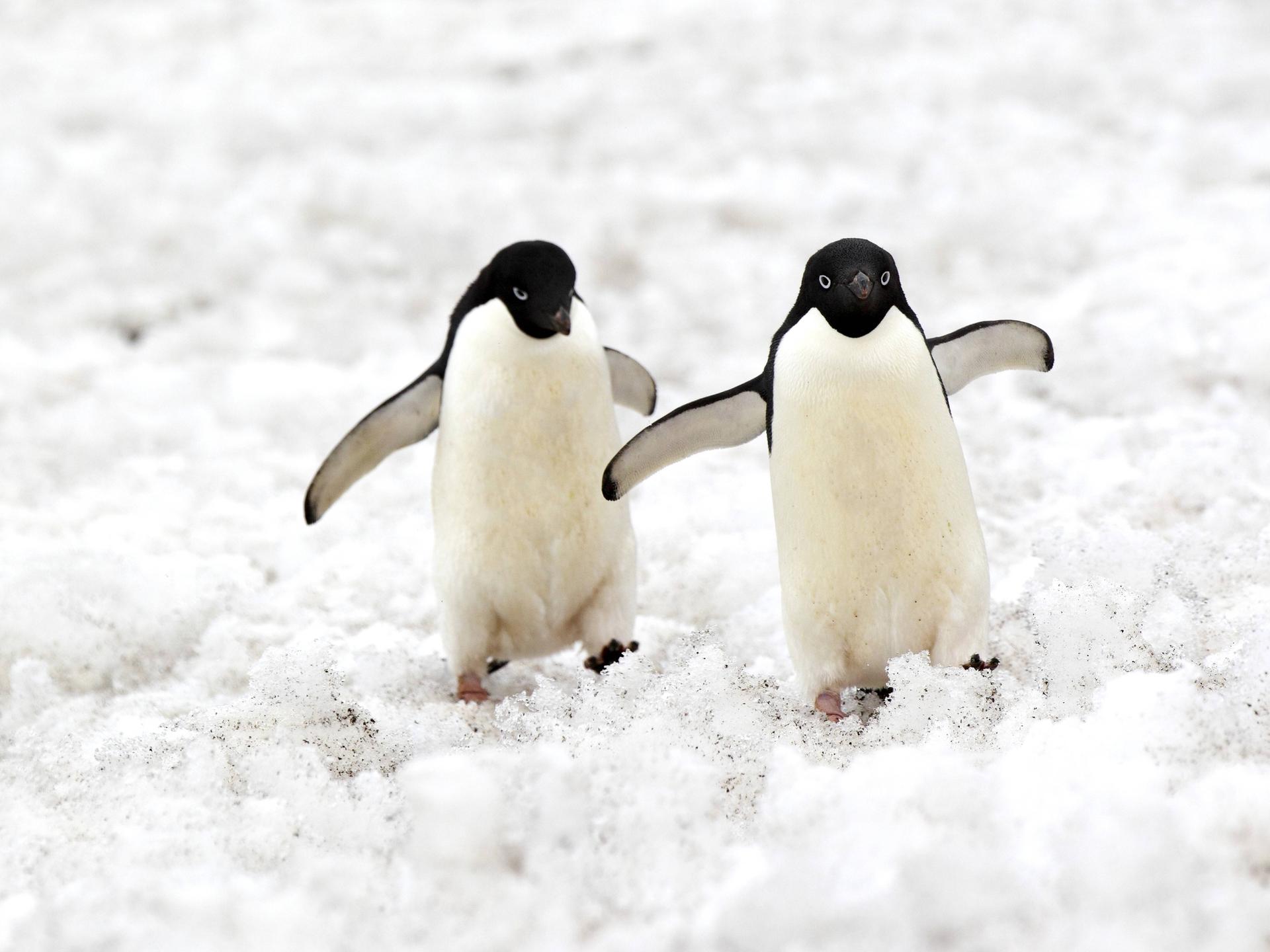 Zwei Pinguine blicken in die Kamera und heben ihre Schwimmflügel.