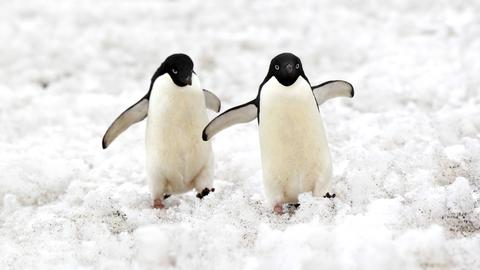 Zwei Pinguine blicken in die Kamera und heben ihre Schwimmflügel.