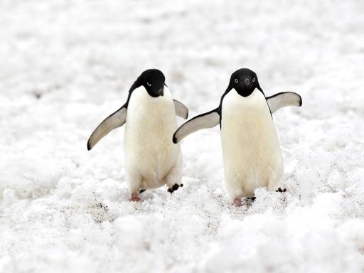 Zwei Pinguine blicken in die Kamera und heben ihre Schwimmflügel.