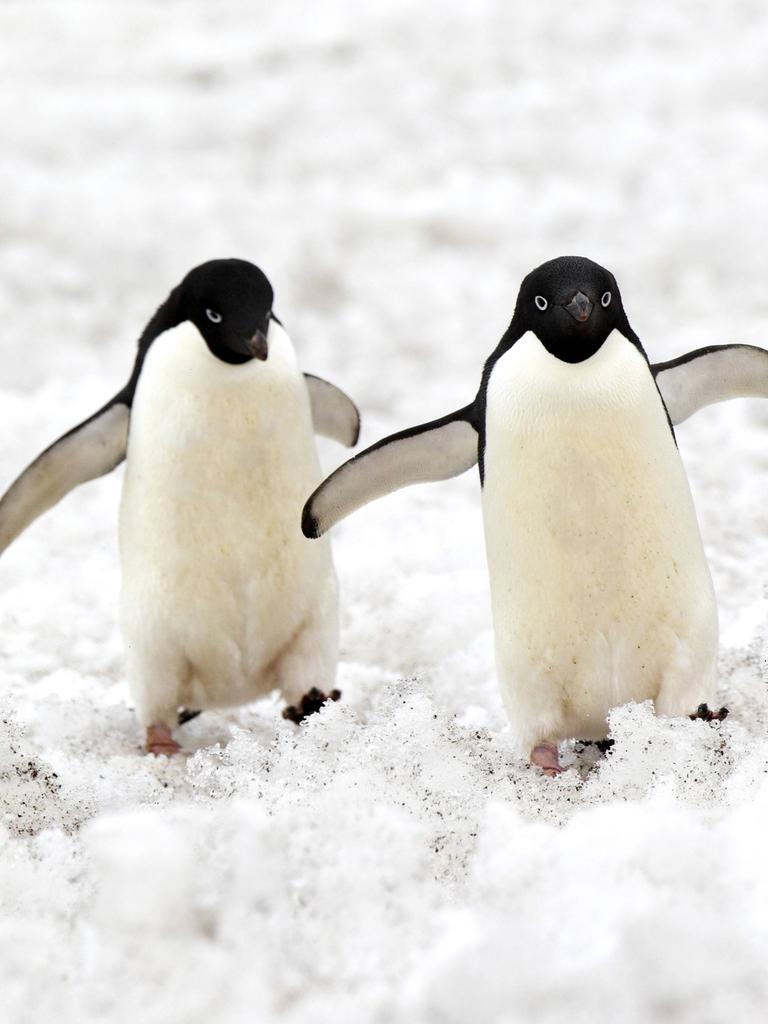 Zwei Pinguine blicken in die Kamera und heben ihre Schwimmflügel.