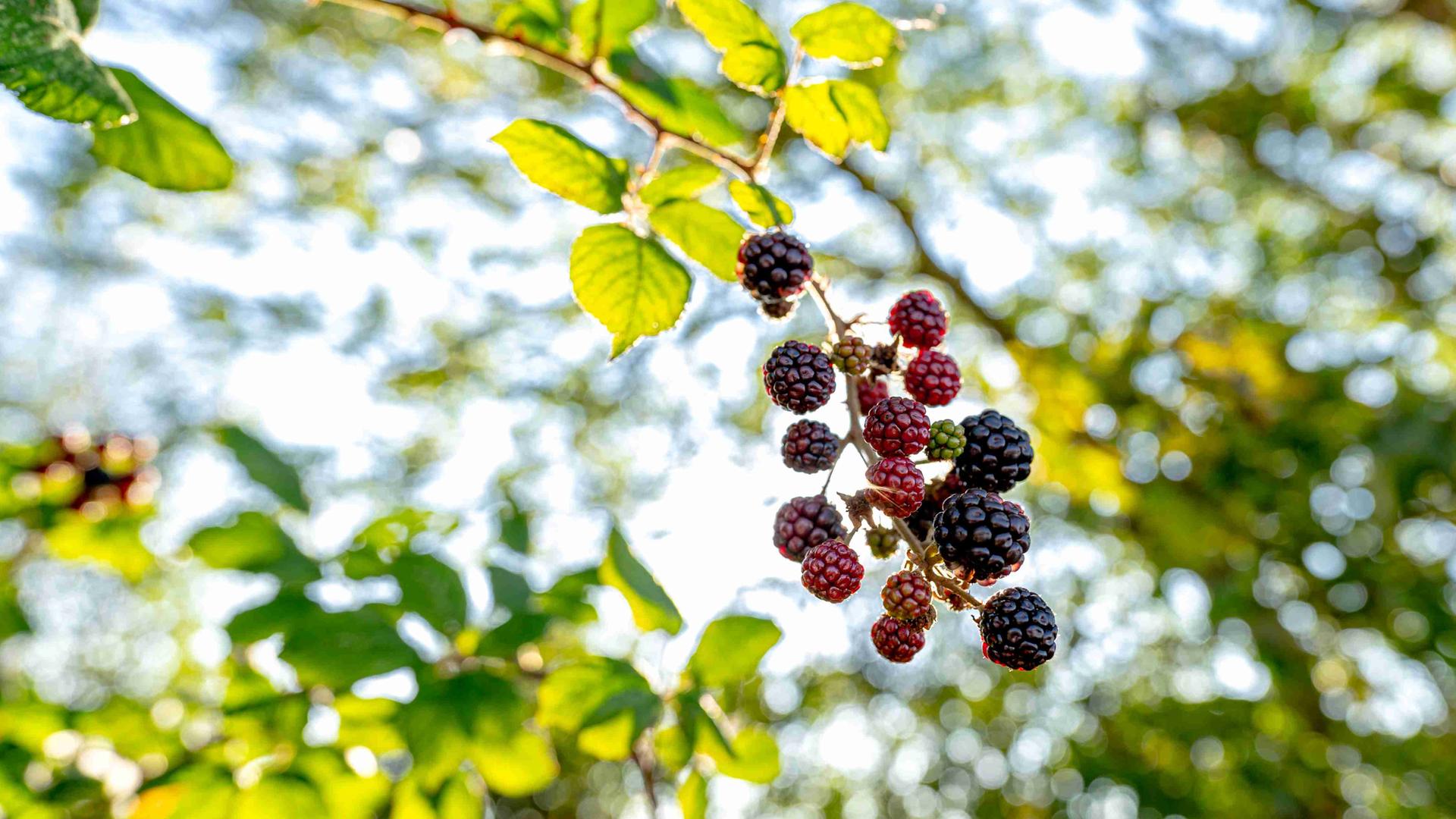 Brombeeren an einem Strauch im Wind