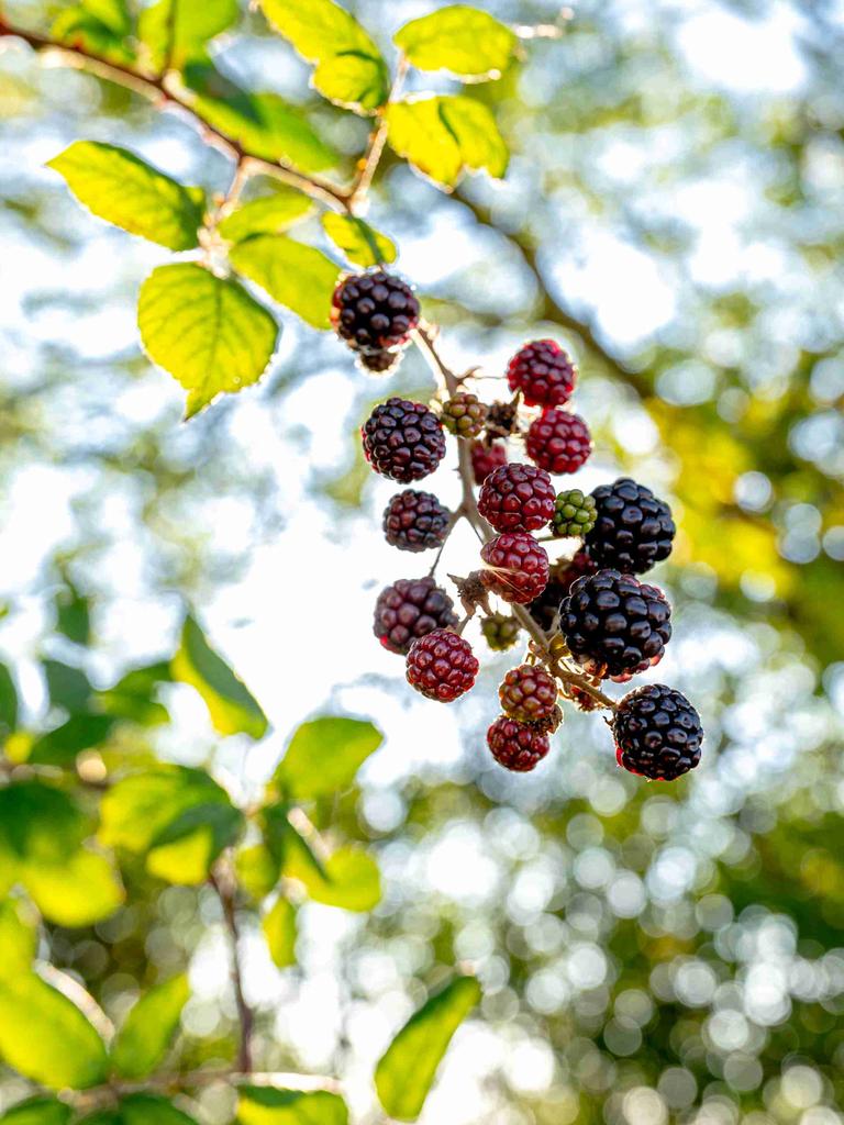 Brombeeren an einem Strauch im Wind