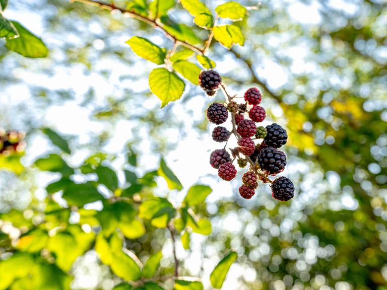 Brombeeren an einem Strauch im Wind