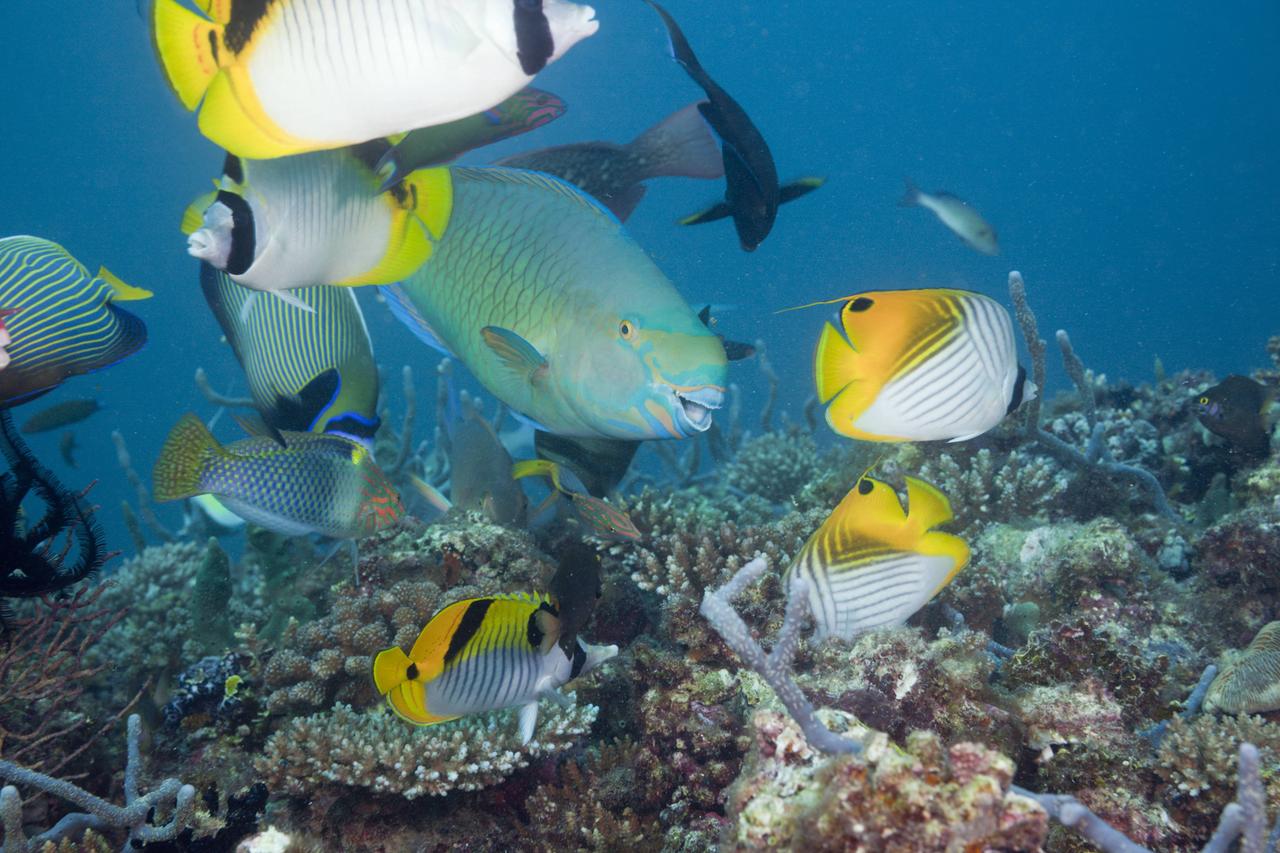 Bunte Fische an einem Korallenriff im Meer.