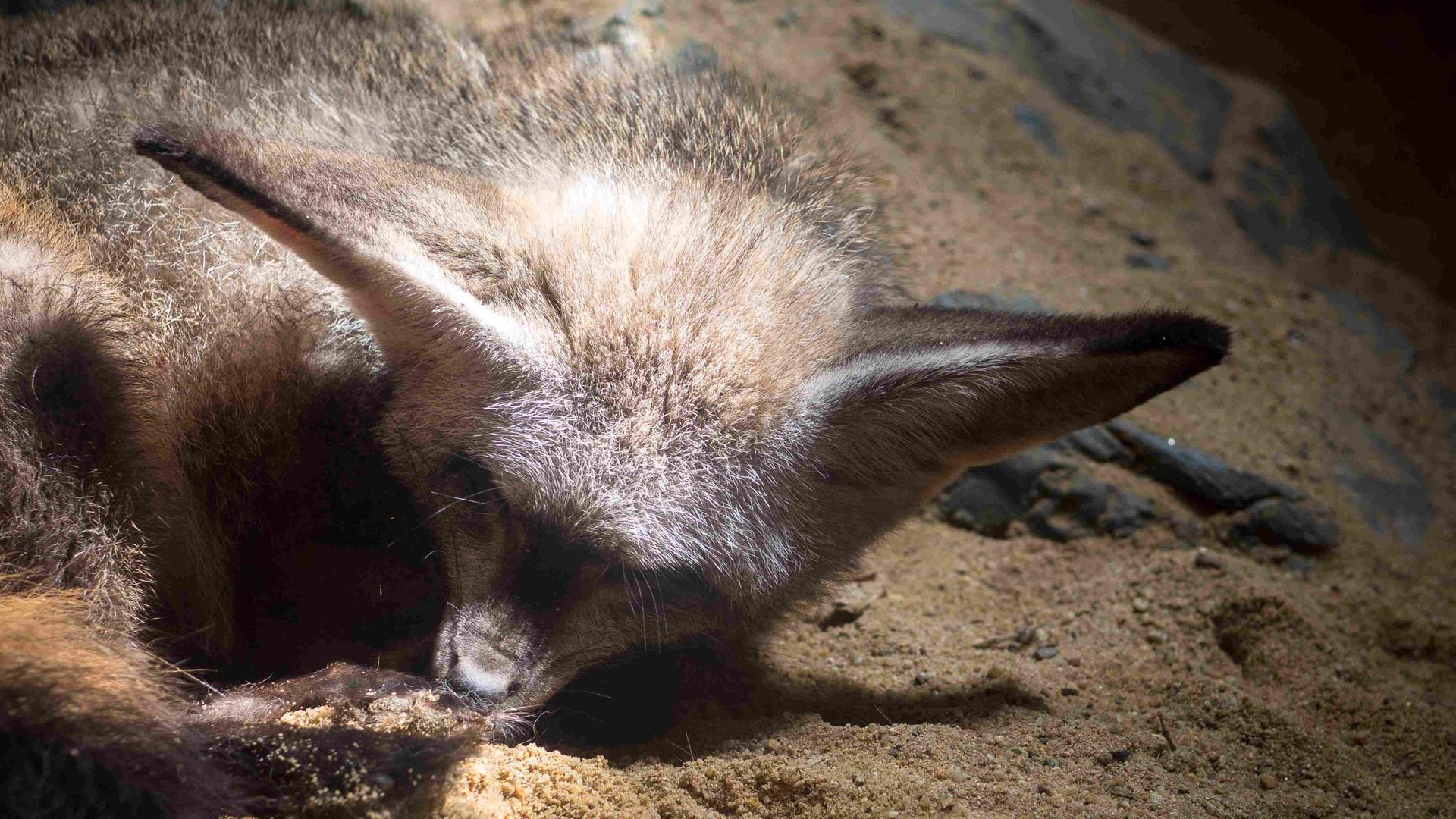 Ein Tier mit Fell und Fledermausohren im Sand Ein Tier mit Fell und Fledermausohren im Sand