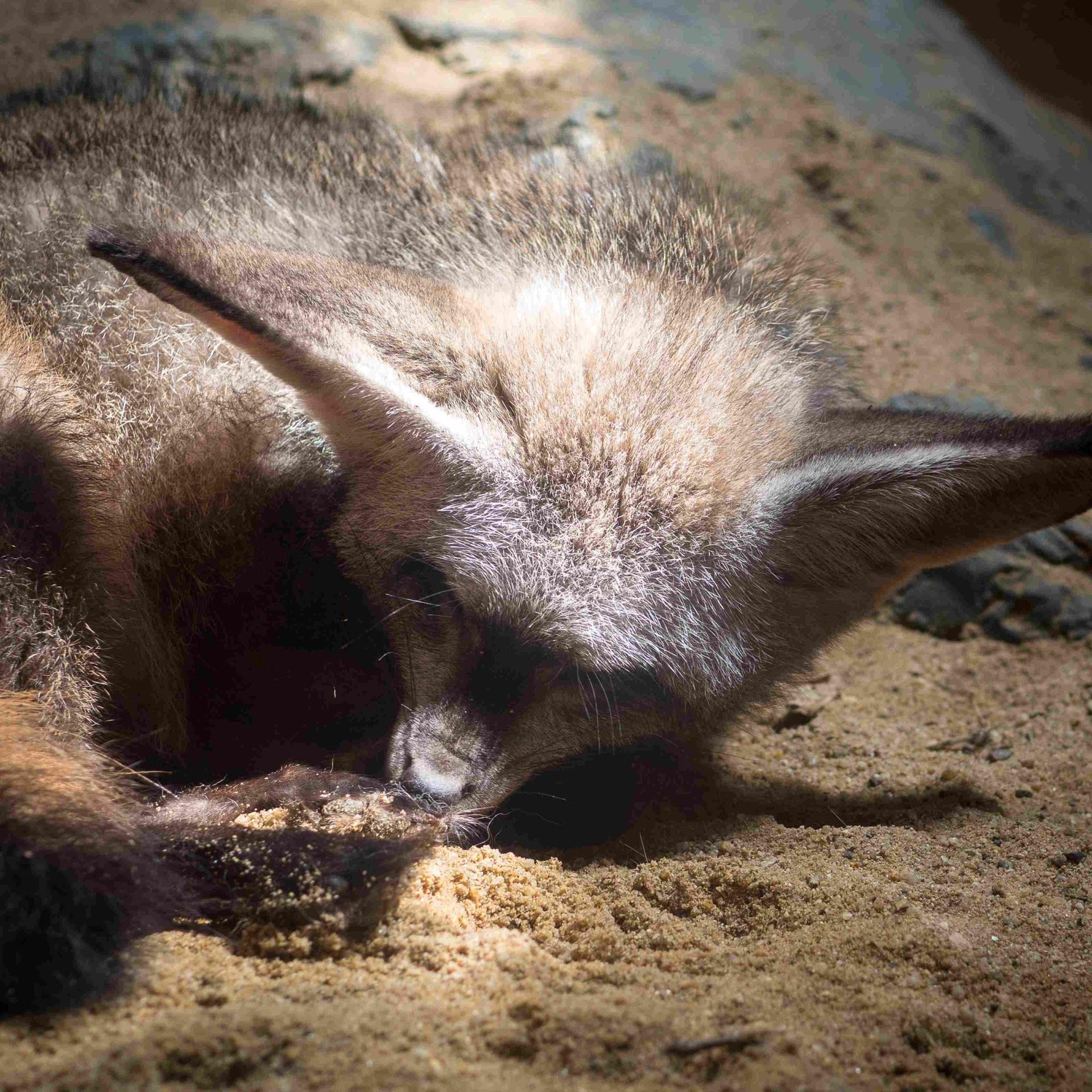 Kinderhörspiel - Der Sandelf