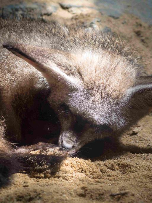 Ein Tier mit Fell und Fledermausohren im Sand