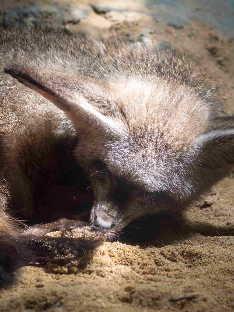 Ein Tier mit Fell und Fledermausohren im Sand