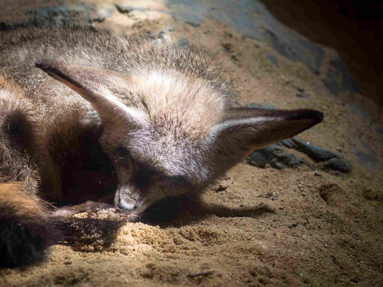 Ein Tier mit Fell und Fledermausohren im Sand