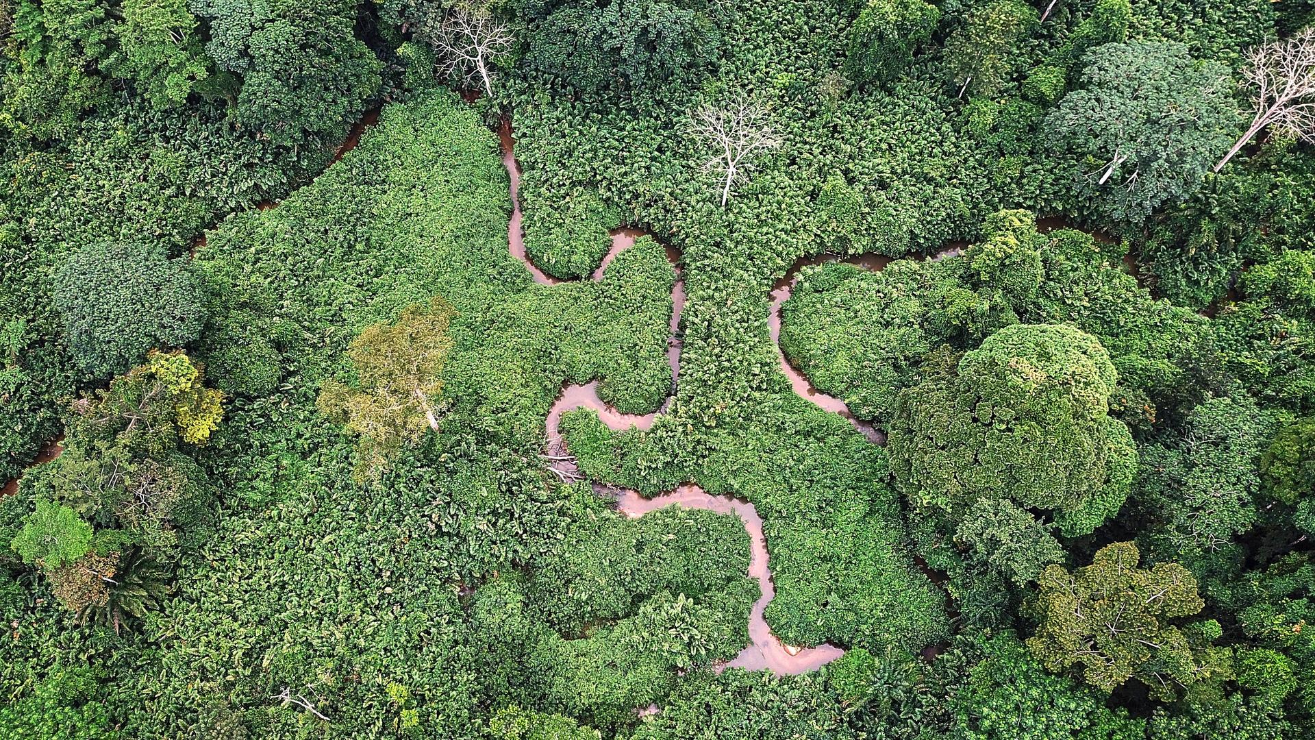 Luftaufnahme eines gewundenen Flusses in grünem, üppigem Dschungel in Gabun