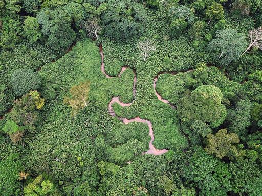 Luftaufnahme eines gewundenen Flusses in grünem, üppigem Dschungel in Gabun