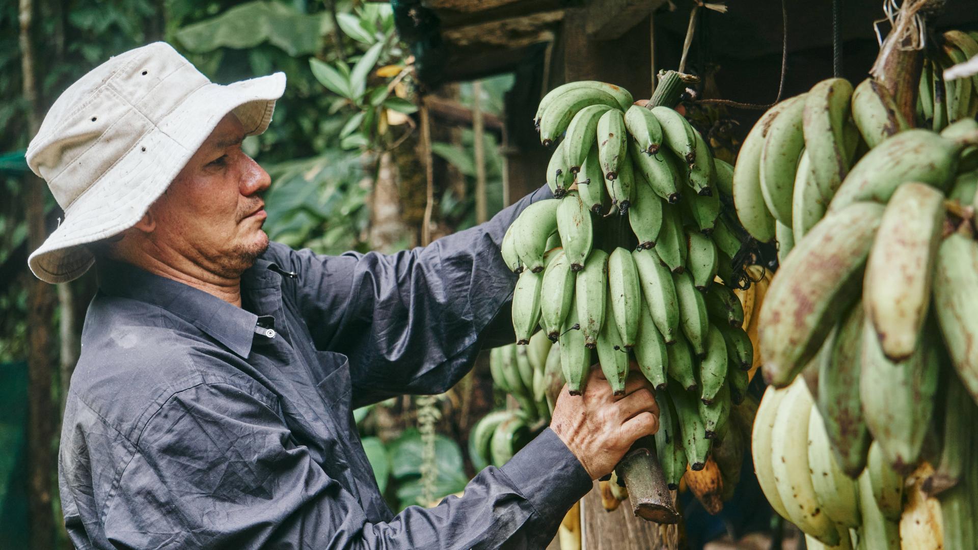Seitenansicht eines Mannes mit Hut, der während der Arbeit auf einem ökologischen Bauernhof in Costa Rica grüne Bananen außerhalb eines Holzschuppens zum Reifen aufhängt 