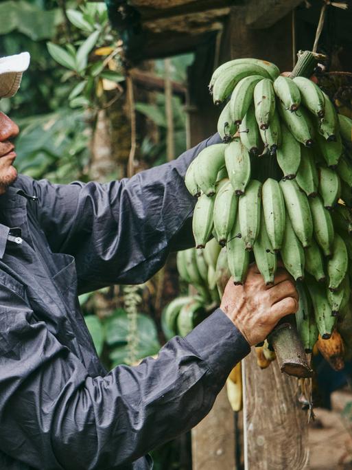 Seitenansicht eines Mannes mit Hut, der während der Arbeit auf einem ökologischen Bauernhof in Costa Rica grüne Bananen außerhalb eines Holzschuppens zum Reifen aufhängt 