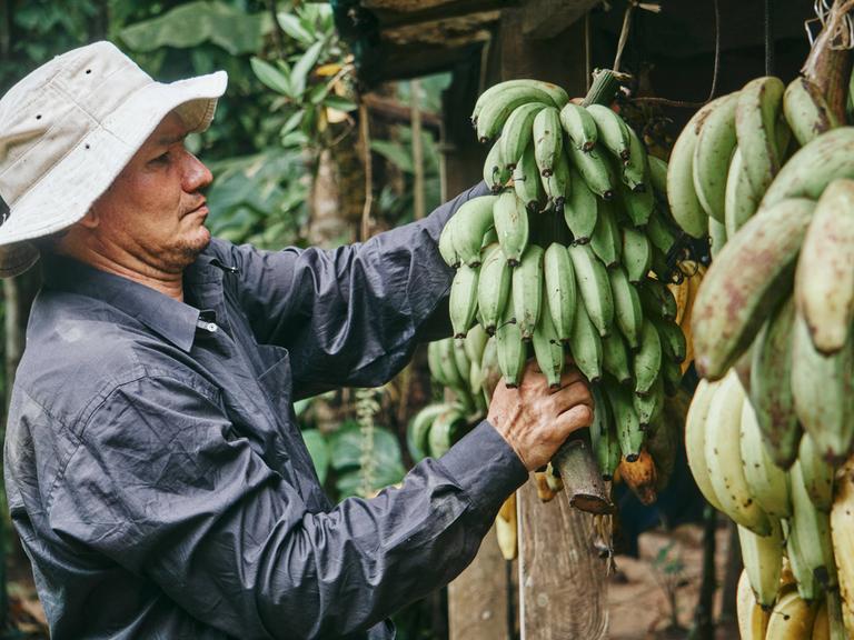 Seitenansicht eines Mannes mit Hut, der während der Arbeit auf einem ökologischen Bauernhof in Costa Rica grüne Bananen außerhalb eines Holzschuppens zum Reifen aufhängt 