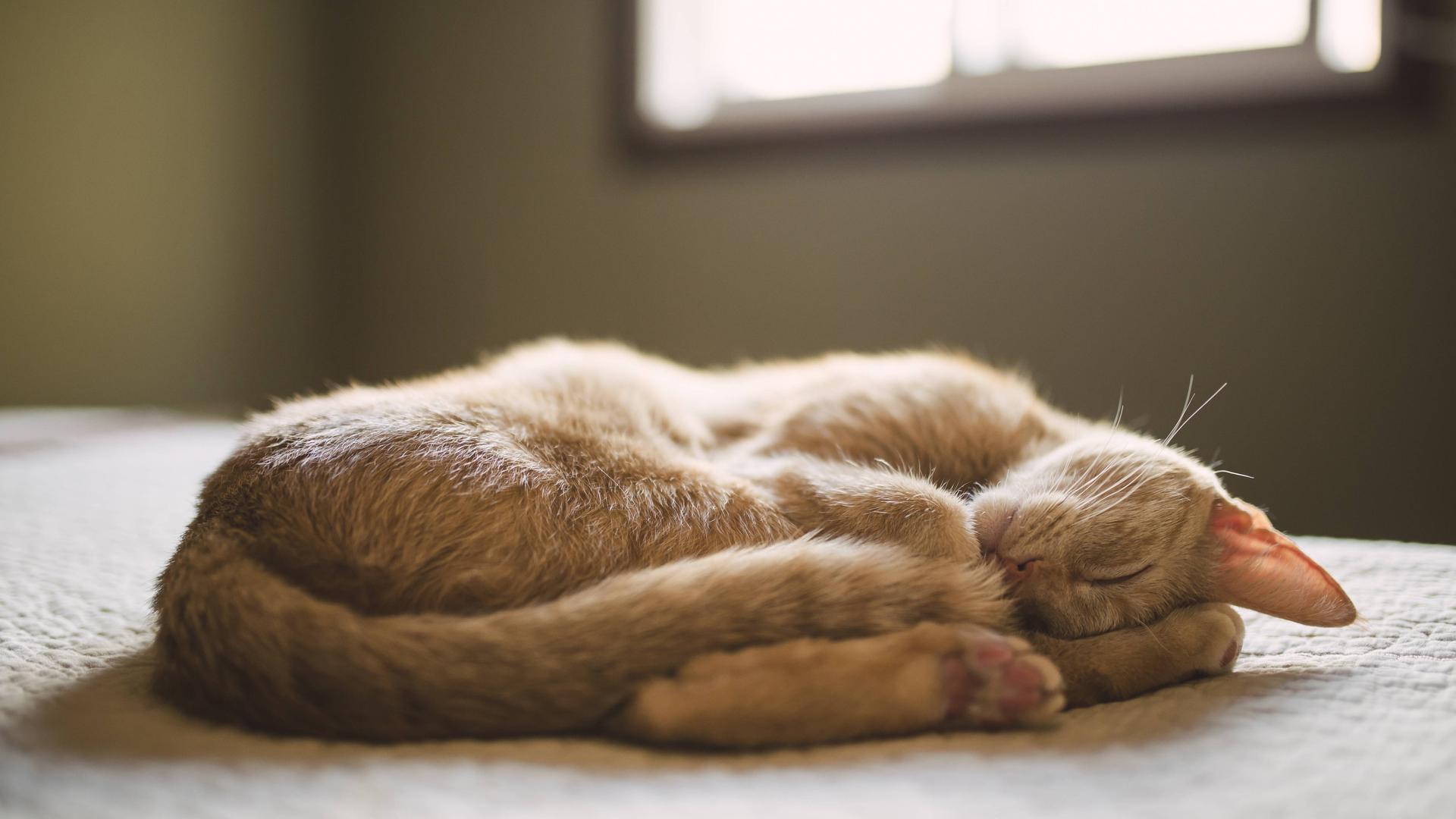 Das Bild zeigt eine hellbraune Katze, die gemütlich eingerollt auf ihrer linken Seite auf einem Bett liegt. Im Hintergrund ist ein Fenster zu erkennen, durch das Tageslicht in den Raum fällt. Das Bild zeigt eine hellbraune Katze, die gemütlich eingerollt auf ihrer linken Seite auf einem Bett liegt. Im Hintergrund ist ein Fenster zu erkennen, durch das Tageslicht in den Raum fällt.