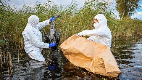 Zwei Menschen in weißen Schutzanzügen stehen in einem Fischteich. Einer von ihnen hält einen toten Kranich am Hals in die Höhe.