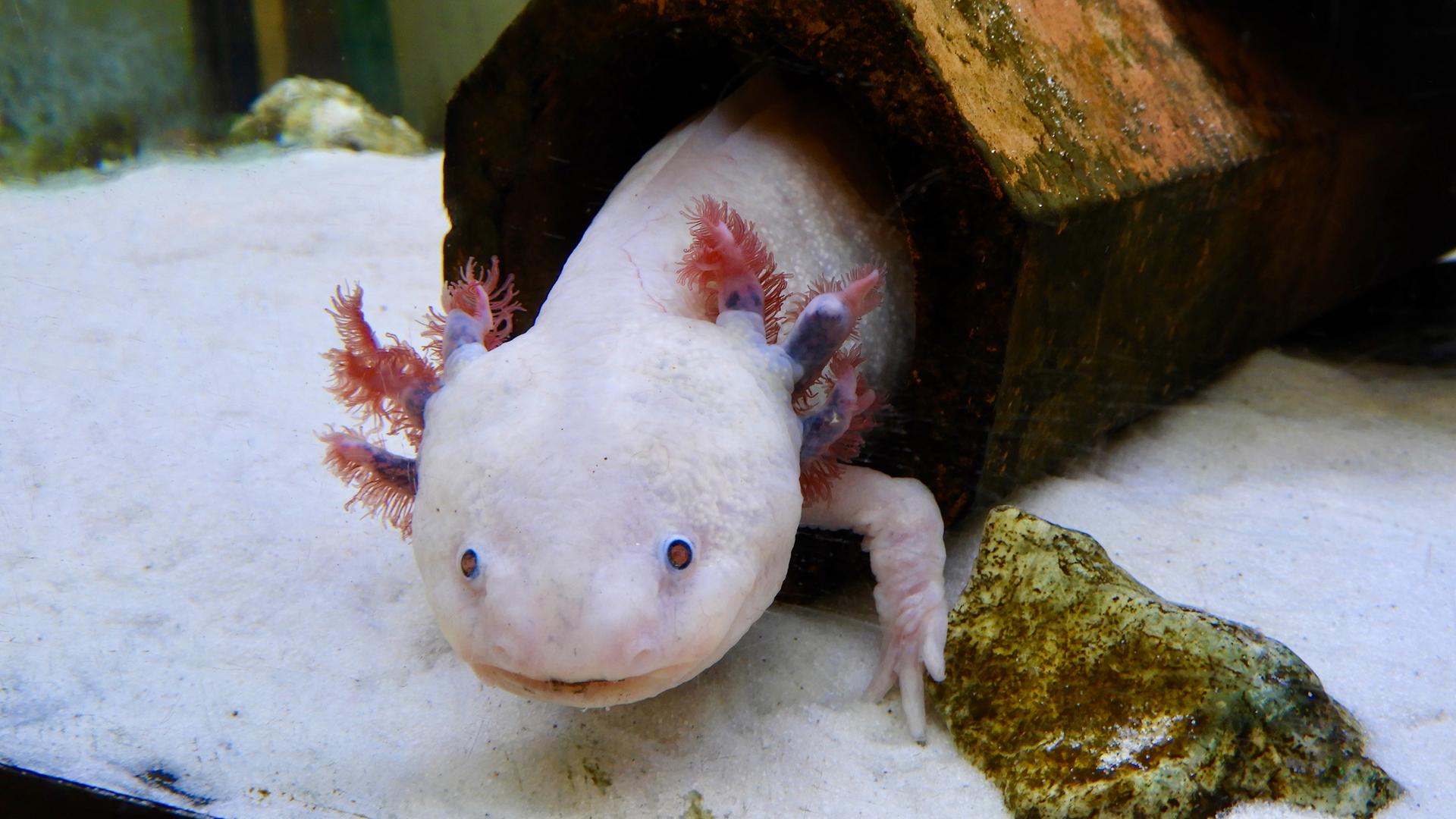 Ein Axolotl blickt in einem Aquarium keck aus seinem Häuschen Ein Axolotl blickt in einem Aquarium keck aus seinem Häuschen
