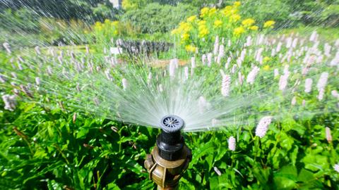 Die Düse eines Bewässerungssystems sprüht Wasser auf ein blühendes Beet.