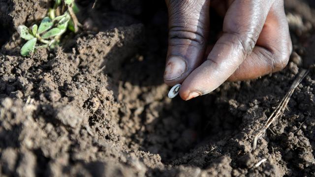 Eine Hand pflanzt in Burkina Faso eine Bohne in die Erde. Am Rand des Pflanzlochs sind kleine Pflanzen mit grünen Blättern zu sehen. 
