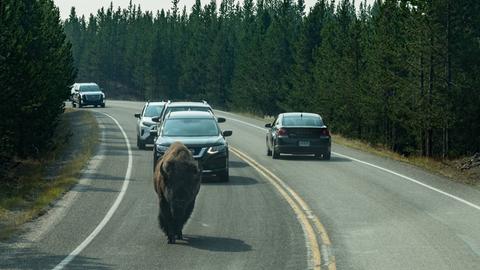 Ein Büffel läuft vor Autos auf einer Straße im Yellowstone National Park entlang.