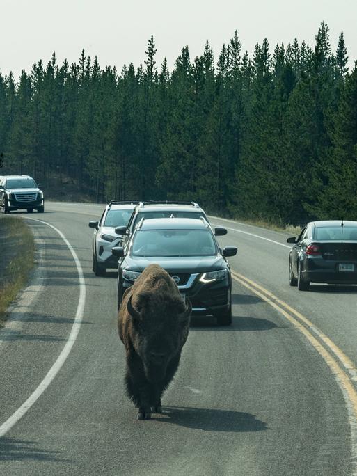 Ein Büffel läuft vor Autos auf einer Straße im Yellowstone National Park entlang.