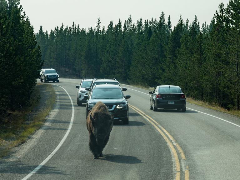 Ein Büffel läuft vor Autos auf einer Straße im Yellowstone National Park entlang.