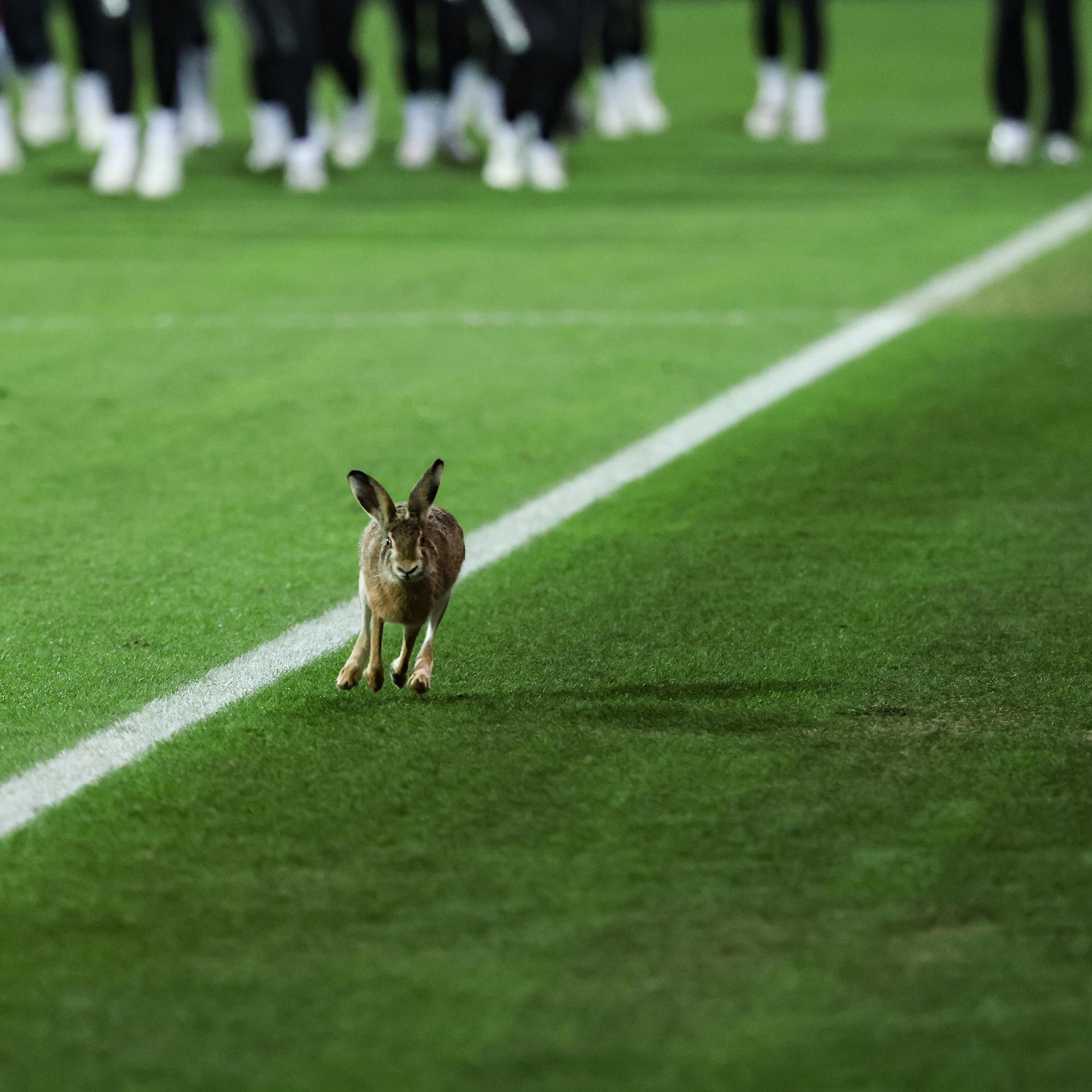 Fußball: DFB-Pokal, Holstein Kiel - VfB Stuttgart, Viertelfinale, Holstein-Stadion, ein Hase läuft über das Spielfeld während der Halbzeitpause.