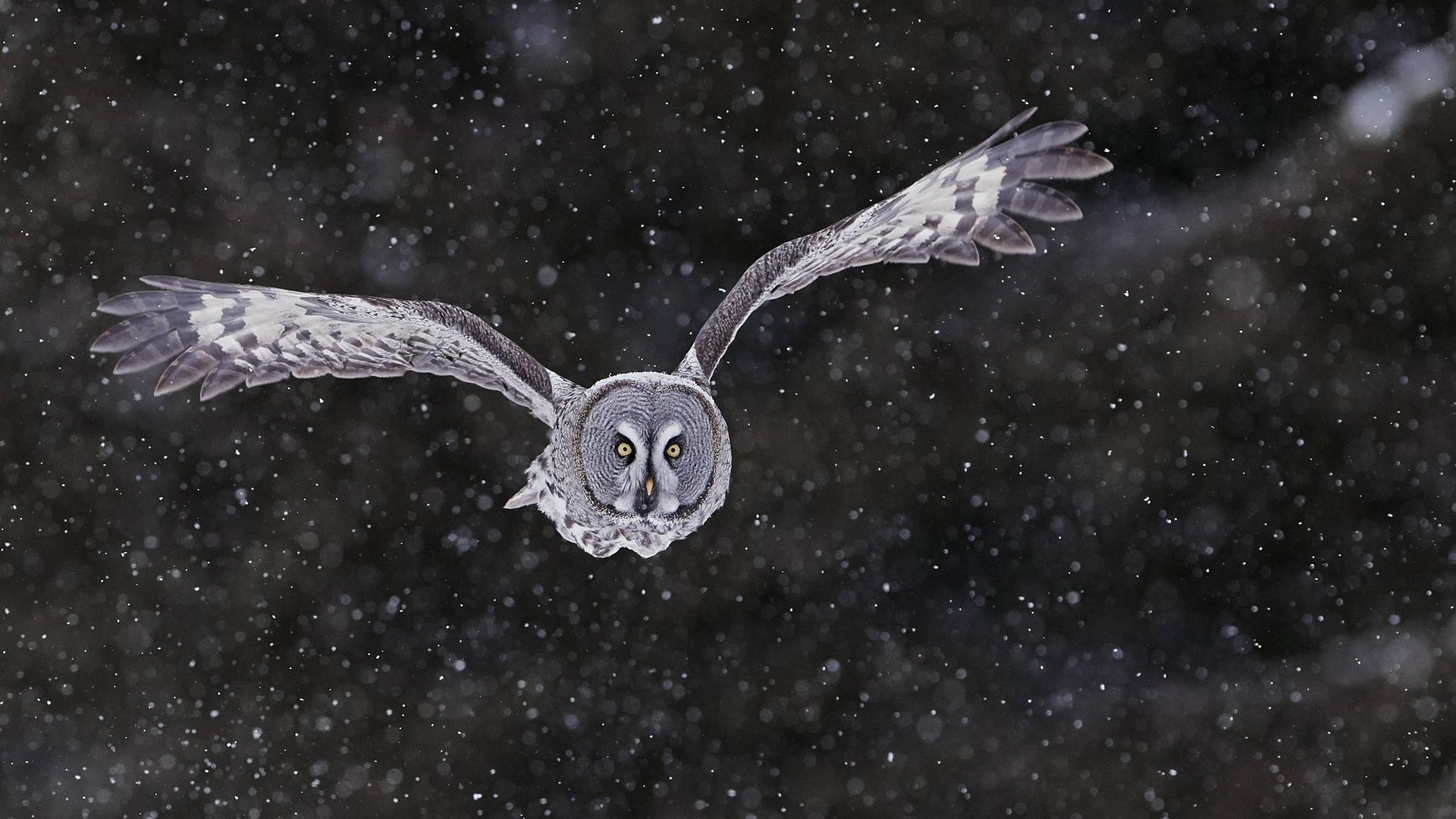 Ein großer Vogel fliegt nachts durch Schneefall. Es ist eine Graueule. Ein großer Vogel fliegt nachts durch Schneefall. Es ist eine Graueule.
