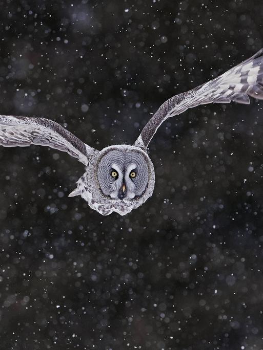 Ein großer Vogel fliegt nachts durch Schneefall. Es ist eine Graueule.