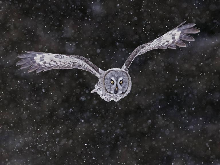 Ein großer Vogel fliegt nachts durch Schneefall. Es ist eine Graueule.