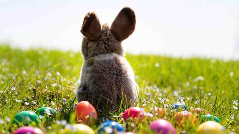 Zwischen verstreuten Ostereiern sitzt ein Osterhase auf der Wiese und beobachtet die blühende Frühlingslandschaft.