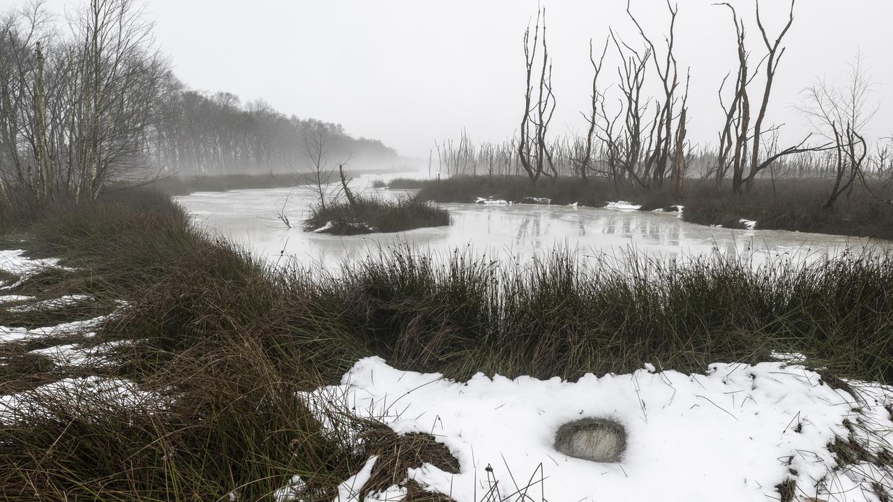 Winterliche Moorlandschaft im Nebel mit vereistem Wasser und Schnee.