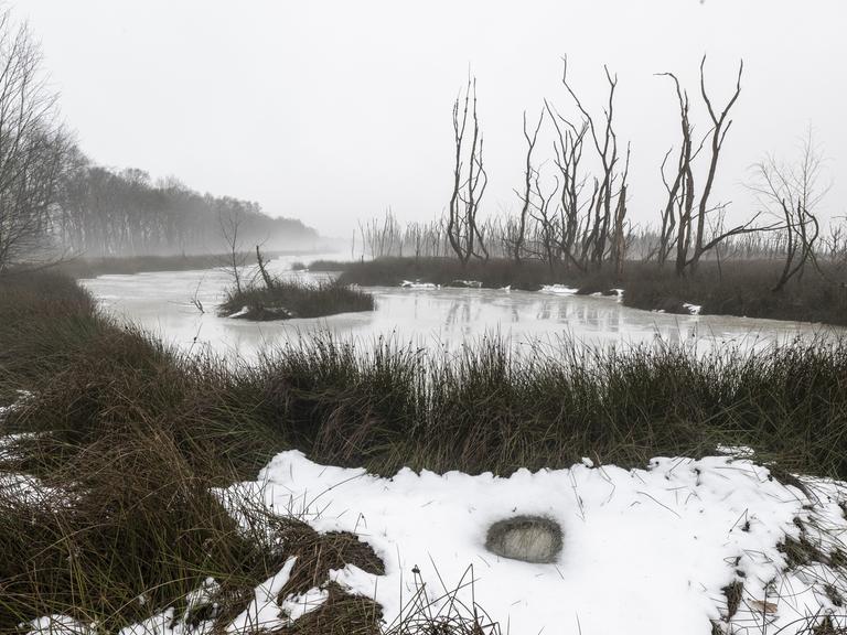 Winterliche Moorlandschaft im Nebel mit vereistem Wasser und Schnee.