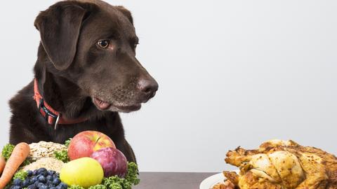 Ein Hund mit dunklem Fell und Schlappohren sitzt hinter zwei Schüsseln: Die eine beinhaltet Obst, Gemüse und Getreide, die andere ein gebratenes Huhn. Der Hund schauit auf das Huhn.