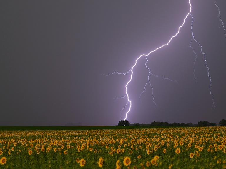 Ein Blitz leuchtet am frühen Morgen über der Landschaft mit einem blühenden Sonnenblumenfeld.
