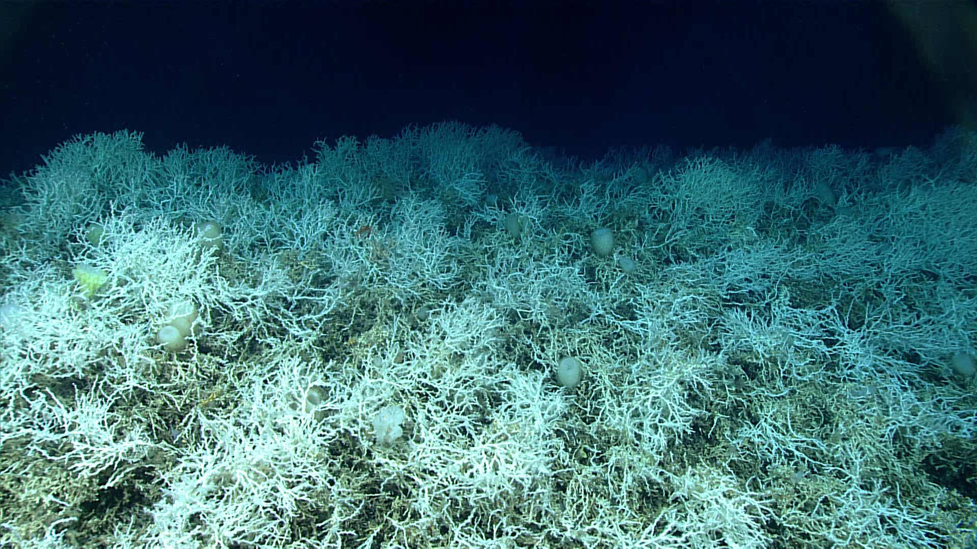 Die Unterwasser-Aufnahme zeigt dichte Felder von Lophelia pertusa, einer häufigen riffbildenden Koralle, die auf den Hügeln des Blake-Plateaus zu finden sind. Die Unterwasser-Aufnahme zeigt dichte Felder von Lophelia pertusa, einer häufigen riffbildenden Koralle, die auf den Hügeln des Blake-Plateaus zu finden sind.