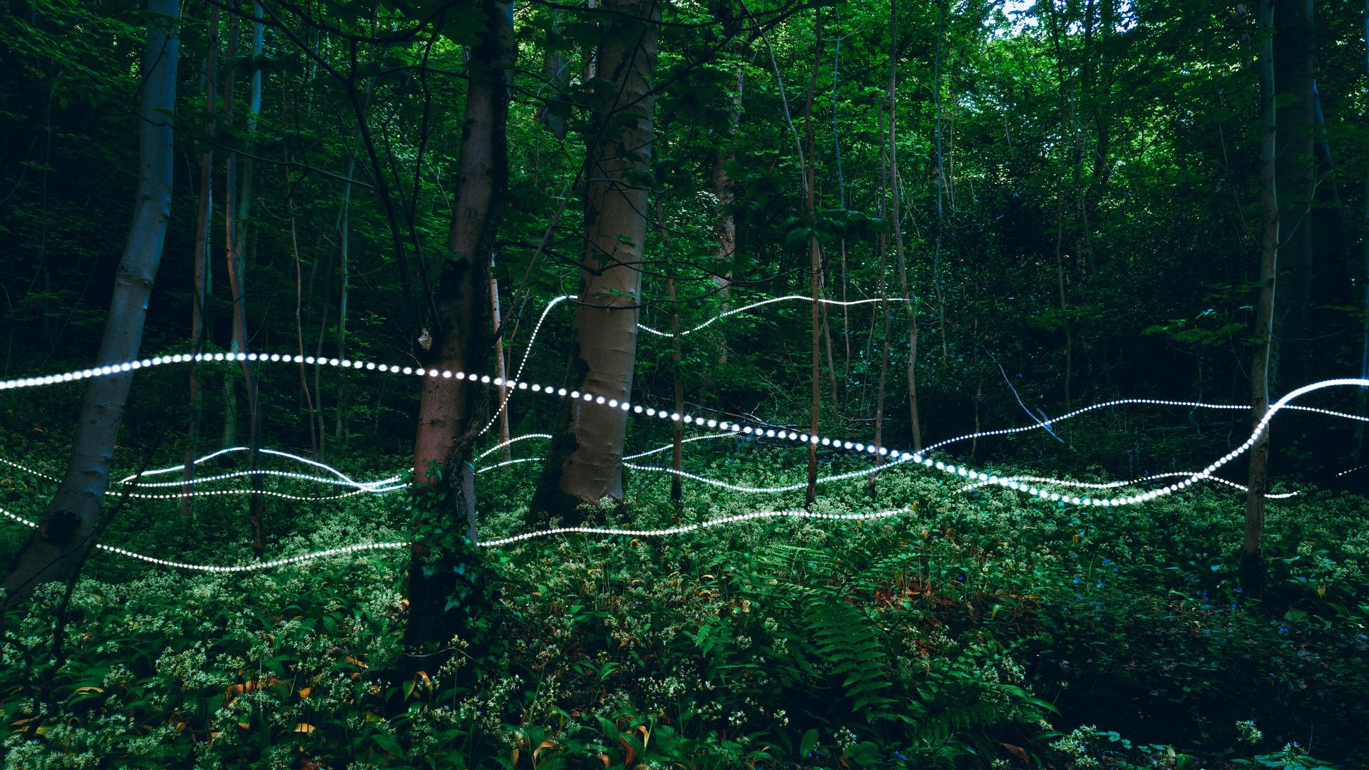 Lichtspuren um Bäume herum im Wald