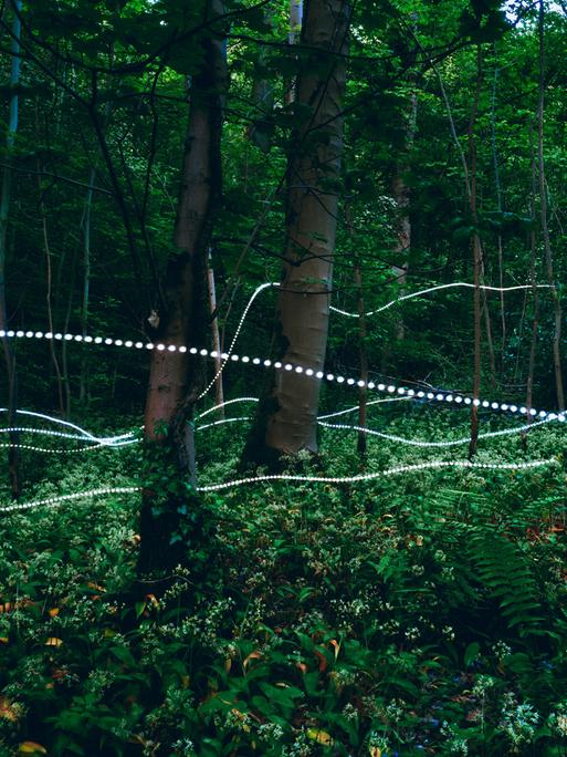 Lichtspuren um Bäume herum im Wald