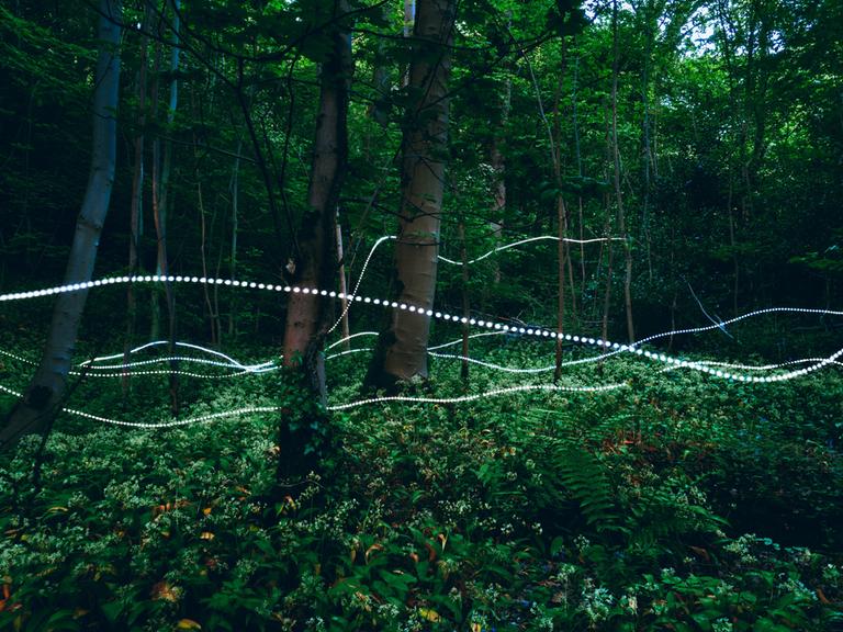 Lichtspuren um Bäume herum im Wald