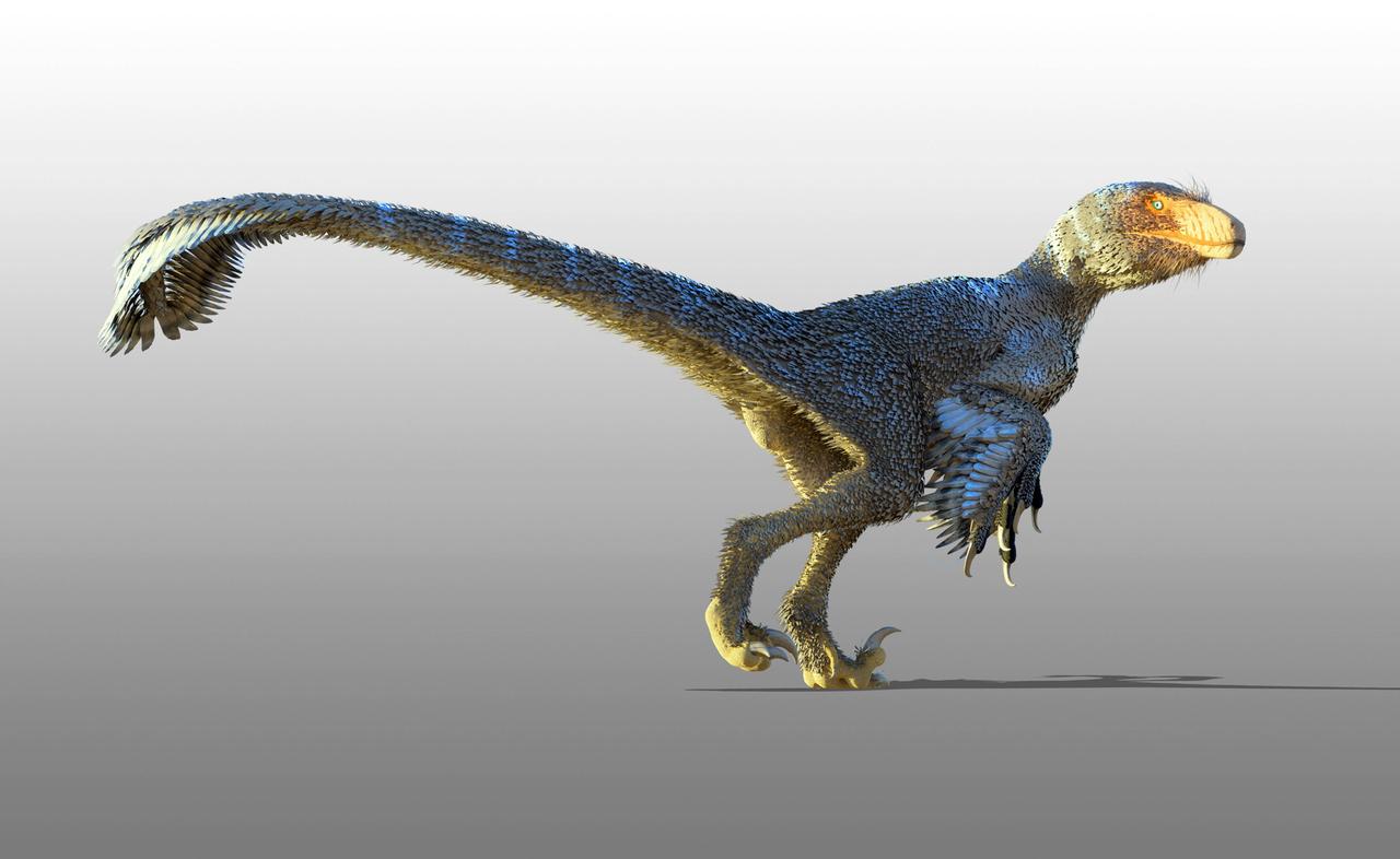 Ein Dromaeosaurus Dinosaurier. Er hatte Federn und konnte fliegen. 