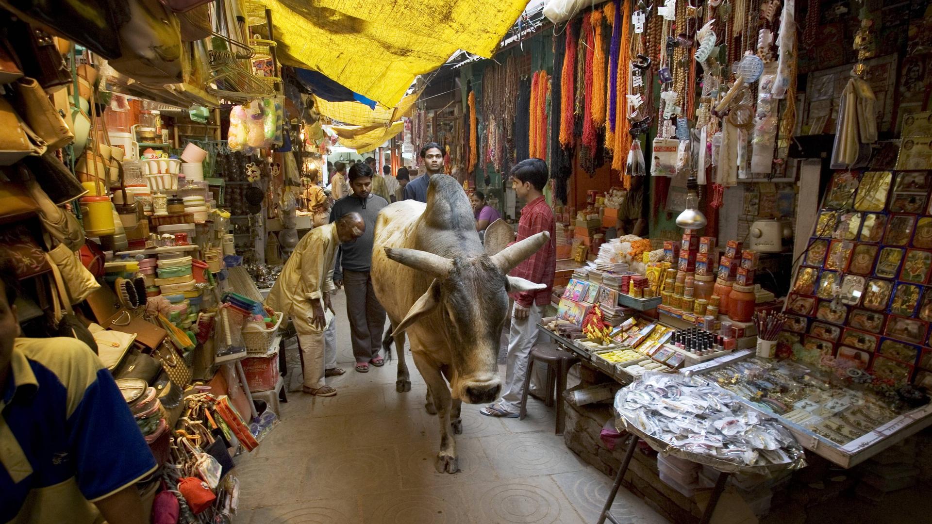 Marktszene in Indien mit Menschen und einer im Land als heiliges Tier verehrten Kuh in Varanasi im Norden des Landes.