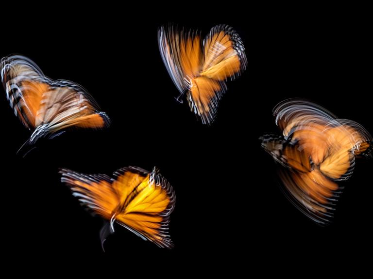 Schmetterlinge beim Flug in Langzeitaufnahme fotografiert, sodass ihr Flügelschlag ungenau und wild abgebildet wird.