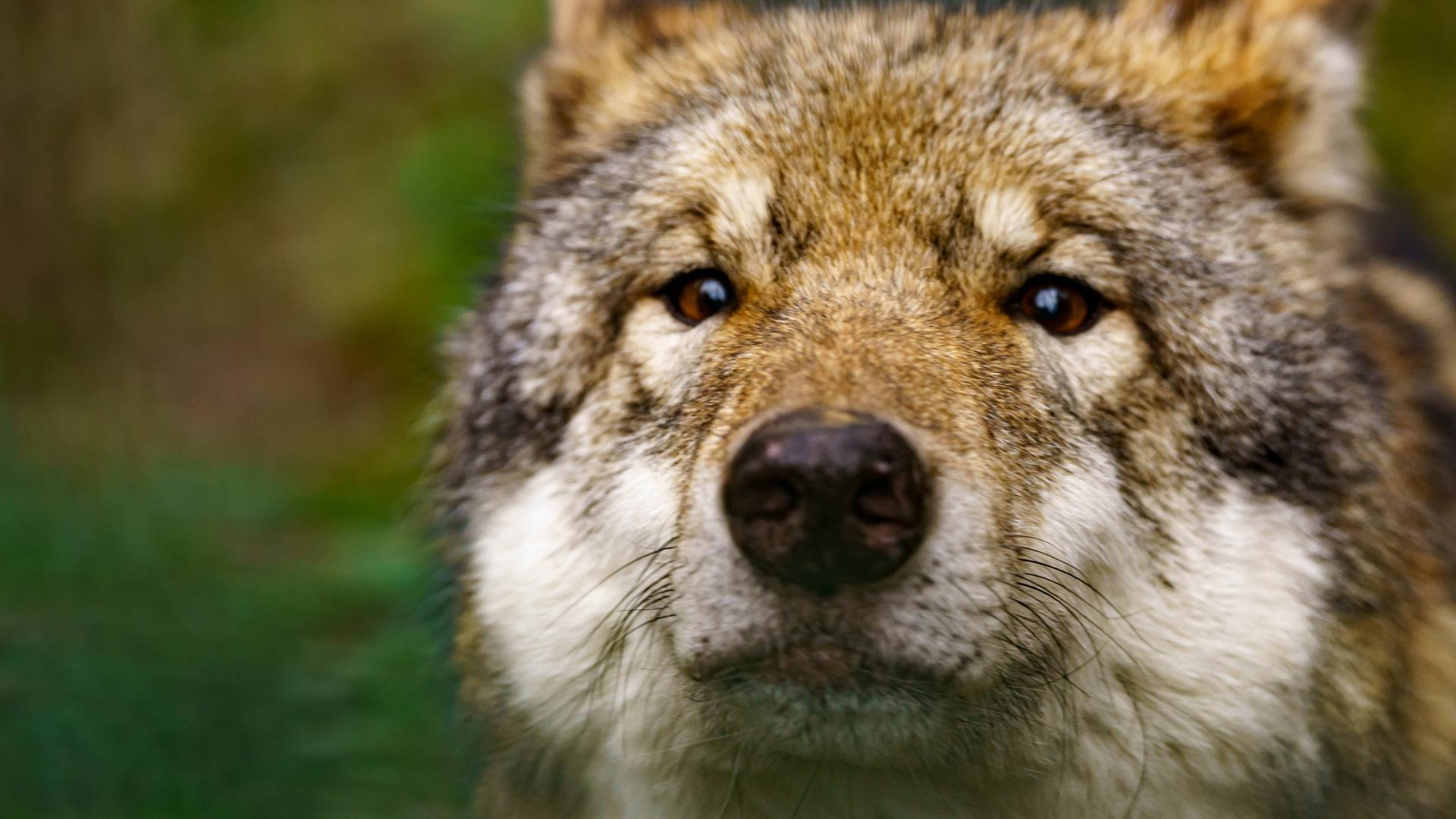 Porträt eines grauen Wolfs (Canis lupus) Porträt eines grauen Wolfs (Canis lupus)